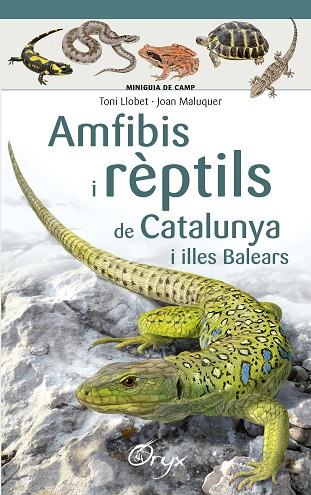 AMFIBIS I RÈPTILS DE CATALUNYA I ILLES BALEARS | 9788490346792 | AA.DD. | Llibreria Drac - Llibreria d'Olot | Comprar llibres en català i castellà online
