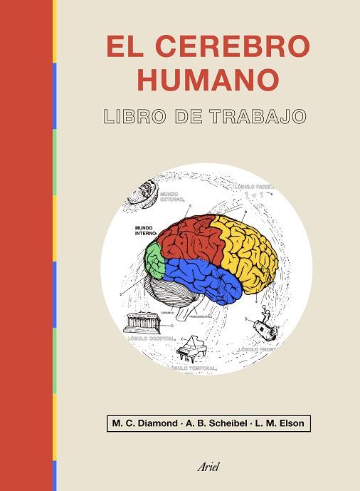 CEREBRO HUMANO, EL | 9788434433601 | DIAMOND, MARIAN C.; ELSON, LAWRENCE M.; SCHEIBEL, A. B. | Llibreria Drac - Llibreria d'Olot | Comprar llibres en català i castellà online
