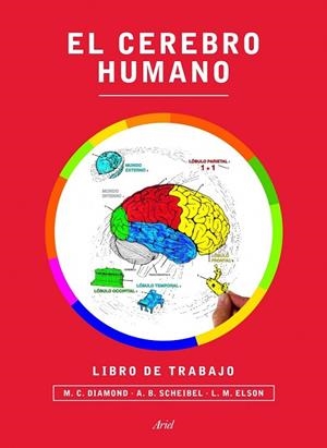 CEREBRO HUMANO. EL  LIBRO DE TRABAJO | 9788434417212 | MARIAN C. DIAMOND/A. B. SCHEIBEL/LAWRENCE M. ELSON | Llibreria Drac - Llibreria d'Olot | Comprar llibres en català i castellà online