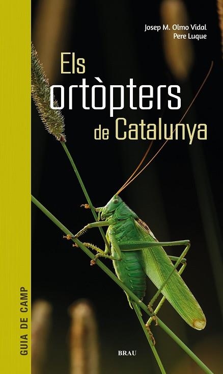 ORTÒPTERS DE CATALUNYA, ELS | 9788418096266 | OLMO, JOSEP M; LUQUE, PERE | Llibreria Drac - Librería de Olot | Comprar libros en catalán y castellano online