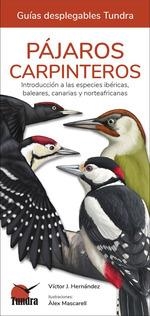 PAJAROS CARPINTEROS (GUIAS DESPLEGABLES TUNDRA) | 9788419624192 | Llibreria Drac - Librería de Olot | Comprar libros en catalán y castellano online