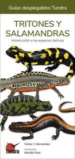 TRITONES Y SALAMANDRAS (GUIAS DESPLEGABLES TUNDRA) | 9788419624116 | AA.VV | Llibreria Drac - Llibreria d'Olot | Comprar llibres en català i castellà online