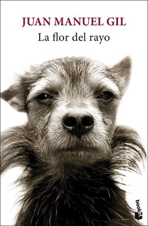 FLOR DEL RAYO, LA | 9788432244827 | GIL, JUAN MANUEL | Llibreria Drac - Llibreria d'Olot | Comprar llibres en català i castellà online