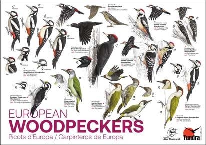 POSTER PICOTS D'EUROPA | 9000000006598 | Llibreria Drac - Librería de Olot | Comprar libros en catalán y castellano online